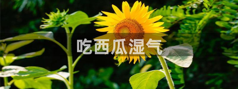 ccgg.ct今日吃瓜:吃西瓜湿气