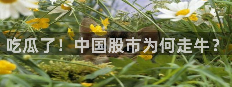 51吃瓜最新官网是多少:吃瓜了!中国股市为何走牛?