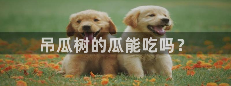 51吃瓜nanataipei:吊瓜树的瓜能吃吗?
